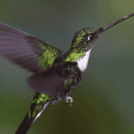 The Hummingbird – a Masterpiece of God's Creation
