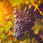 TheBibleStudySite - Daily Devotional