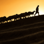 The regional Service of Shepherds